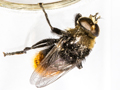 Merodon equestris